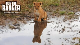 Playful Lion Cub Annoys The Adults | Maasai Mara Safari | Zebra Plains