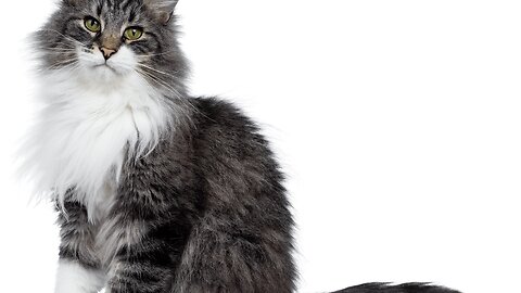 The Amazing Vocal Range of Cats: Listen and Be Amazed