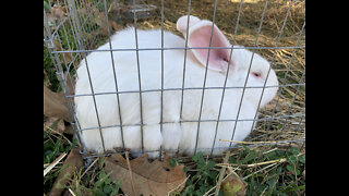 Our Rabbit Hut in the Winter