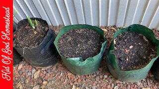 Garden Update March 24th 2022