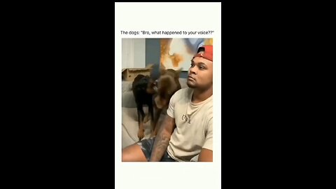 Funny Dog Videos 😂