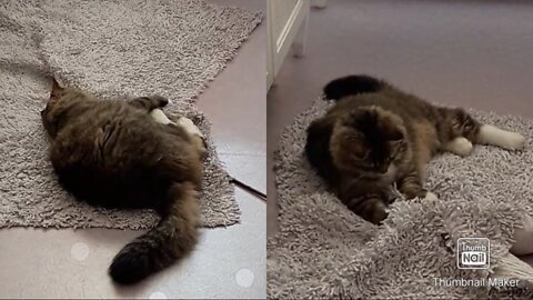 Cat Playing on Carpet