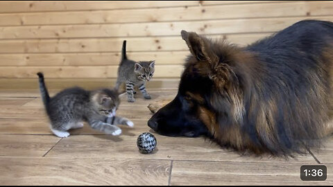 Kitten play with German dog
