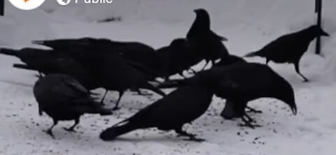 A Bunch of crows