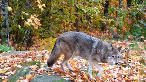 Coyotes in the woods in fall