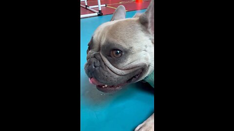 Start Your Engines | Mochi The French Bulldog