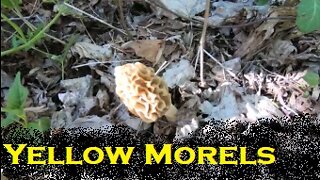 Yellow Morel Mushroom hunt with a few tips