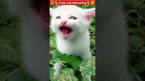 Cat MeowingCat Sound Cute Cat Videos shorts cat cats dog puppy catlover catfunnyshorts