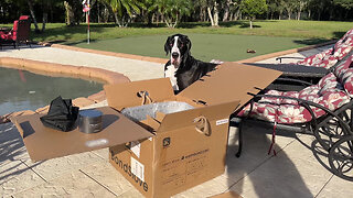 Great Dane Helps Unpack & Checks Out BondStove Portable Fireplace