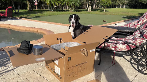 Great Dane Helps Unpack & Checks Out BondStove Portable Fireplace