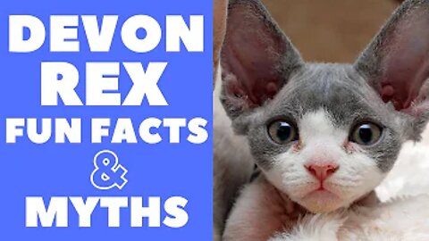 Devon Rex Cats - Fun Facts & Myths