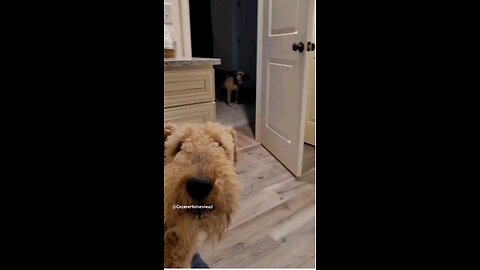 Talking Airedale