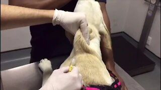 SOUTH AFRICA - Cape Town - Dog microchipping stock (Video) (9yq)