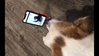 My Dog Sam Watching A Dog Video!