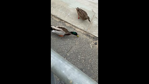 Three Ducks Is Feeding #subscribe #duck #shorts #viral #ducks