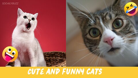 The Funniest and Cutest Cat Moments: Laugh Along with America's Feline Favorites!