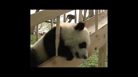 Cute Animals - Cute Baby Panda Videos Compilation 2022| aww animals | cutevideo| shorts|