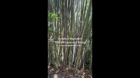 Create a Backyard Space You Will Love -Tropical Oasis - Bamboo Nursery Florida 407-777-4807