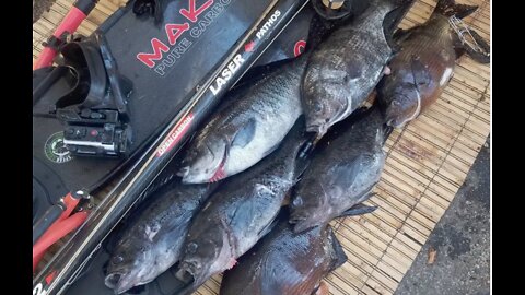 First Spearfishing Trip of 2022 - Rockfish, Perch, Halfmoon.