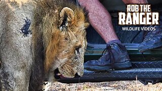 Big Lion Sniffs Guide's Boot | Viral Internet Photo Given Context