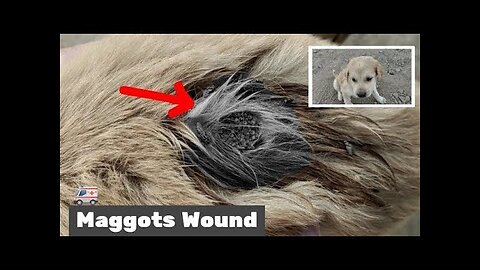 Rescue Little Street Puppy | Poor Puppy with Big Maggots Wound !!