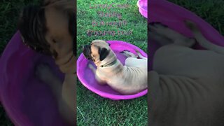 Puppy loves water ! LonelyCreek bullmastiff