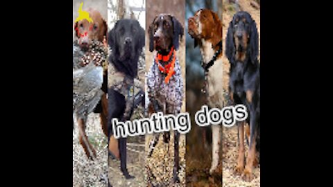 Chasse Aux Renard avec chiens courant - Best Fox Hunting