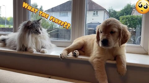 Watch This Tiny Puppy Get Bigger Than His Cat Brother |#short