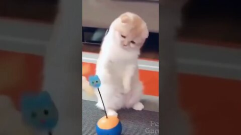 Os cachorros e gatos mais fofos do Mundo! Os Maiores Animais do Mundo #shorts