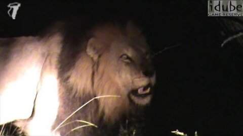 Awesome Lion Roar At Night