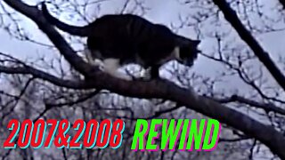 CAT IN TREE! (2007 & 2008 REWIND)