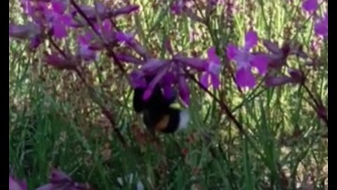 Bumblebee working hard on Sunny Hill
