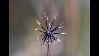 The Famine Weed