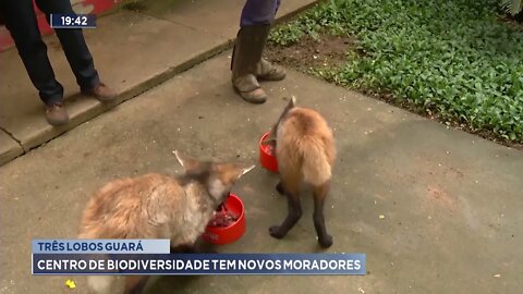 Três Lobos-Guará: Centro de Biodiversidade tem novos moradores