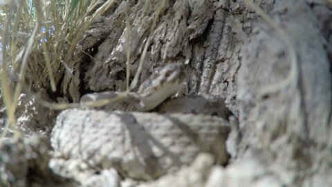 Up close shot of a Great Basin Rattlesnake in Utah