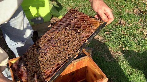 April 7 & 8, 2020 - More Nucs to Deeps, Check the Weak Hives, See the Queens