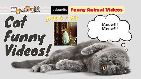 New Funny Animals 😸🐶 Best Funny Cats Videos Of The Week part /01