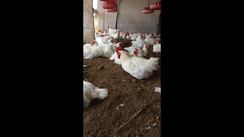 Poultry farm management