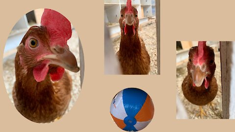 Chickens overcoming their fear of beach toy