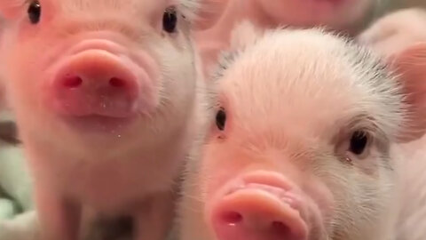 "Adorable Piglets Play Fun Games: A Heartwarming Sight!"