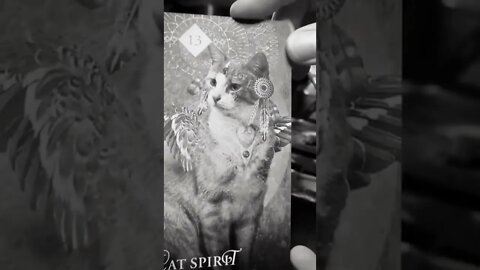 Cat Spirit Animal Oracle Messages, Spiritual Meaning of Cats, Animal Spirit Guides, Symbolism #short