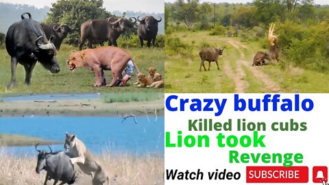 Crazy buffalo chasing and killing lion baby & mother lion seeks revenge for her cubs ||