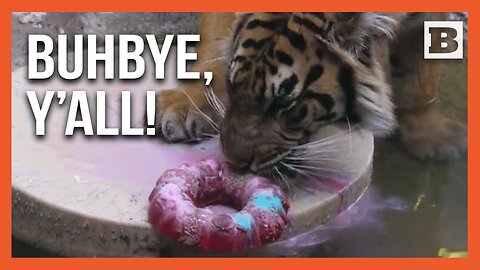 Farewell, Nety! Dallas Zoo Throws Texas-Sized Party for Beloved Tiger's Send-Off
