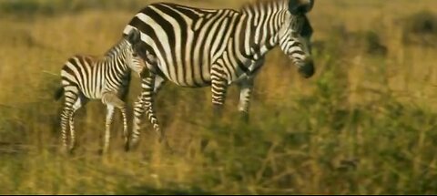 Wild life animal zebra love story part 3 natural life