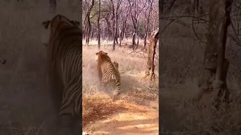 Fierce fight between two tigers.