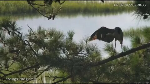 Great Blue Heron Morning Stick Delivery 🥚 6/26/22 07:38