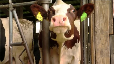 Wisconsin farm using robots to milk cows. Is it the future of America's Dairyland?