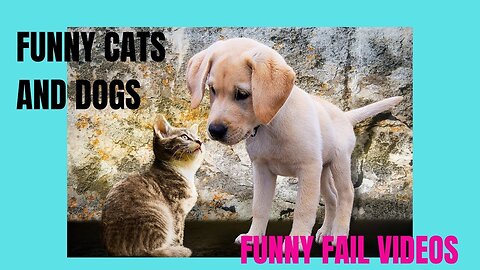 funny cats and dogs | funny fail videos 2023