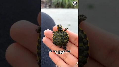 Aquatic Turtle 🐢 Pet Parenting: Turtle Edition!