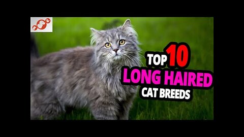 Long haired Cats 😺 top 10 most beautiful long haired cats in the world